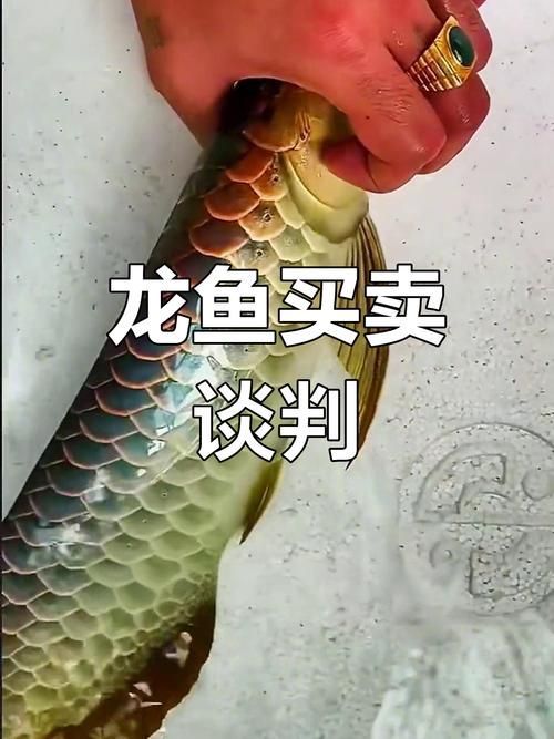 龍魚的價(jià)格波動(dòng)有哪些歷史數(shù)據(jù)，黃金貓魚哪個(gè)品種最受歡迎黃金貓魚哪個(gè)品種最受歡迎