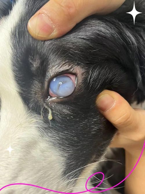 有哪些龍貓品種更容易患先天性疾病，龍貓（毛絲鼠）中高風險先天性疾病