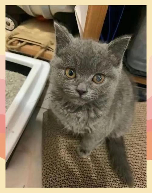 有哪些龍貓品種更容易患先天性疾病，龍貓（毛絲鼠）中高風險先天性疾病