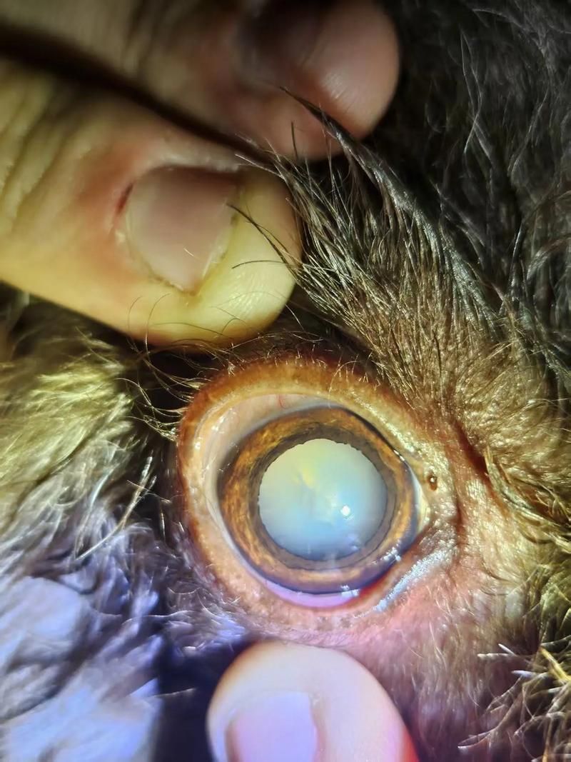 有哪些龍貓品種更容易患先天性疾病，龍貓（毛絲鼠）中高風險先天性疾病