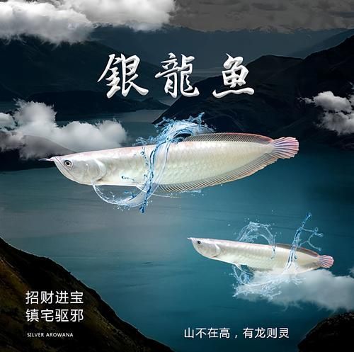 如何判斷七彩銀龍魚的品質？，七彩銀龍魚的品質可以從以下幾個方面進行：七彩銀龍魚的品質判斷
