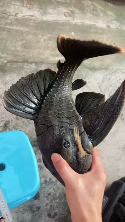 哥倫比亞和秘魯綠皮皇冠豹哪個更受歡迎？，哥倫比亞綠皮皇冠豹與秘魯綠皮皇冠豹的區(qū)別