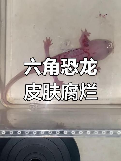 如何預防六角龍魚患病,六角龍魚(墨西哥鈍口螈)養護指南 龍魚百科 第1張 如何預防六角龍魚患病,六角龍魚(墨西哥鈍口螈)養護指南 如何預防六角龍魚患病,六角龍魚(墨西哥鈍口螈)養護指南 龍魚百科 第1張