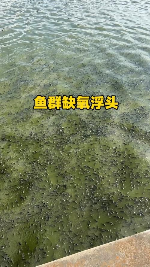 魚浮頭后如何護理 龍魚百科 第6張 魚浮頭后如何護理 魚浮頭后如何護理 龍魚百科 第6張