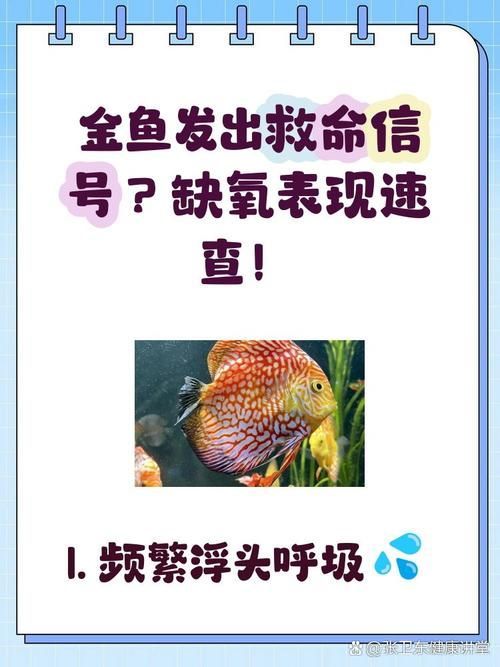 魚浮頭后如何護理 龍魚百科 第2張 魚浮頭后如何護理 魚浮頭后如何護理 龍魚百科 第2張
