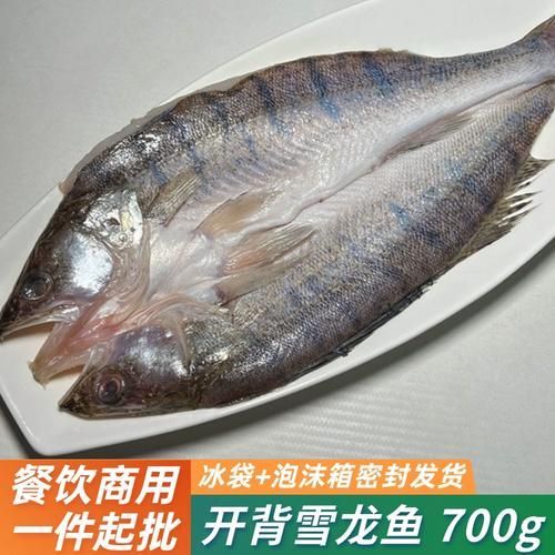 雪龍龍魚的價格是多少？，雪龍魚市場價格波動大嗎雪龍魚的飼養(yǎng)方法是什么