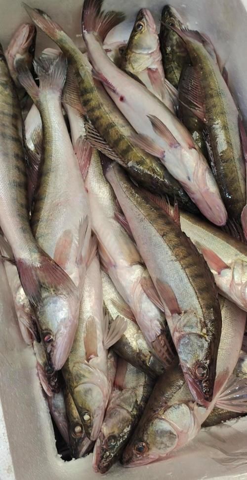 雪龍龍魚的價格是多少？，雪龍魚市場價格波動大嗎雪龍魚的飼養(yǎng)方法是什么