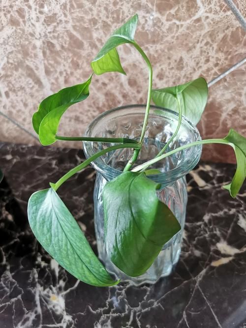 如何判斷綠蘿是否缺水，判斷綠蘿是否缺水，如何判斷綠蘿是否缺水的科學依據 如何判斷綠蘿是否缺水，判斷綠蘿是否缺水，如何判斷綠蘿是否缺水的科學依據 龍魚百科 第5張