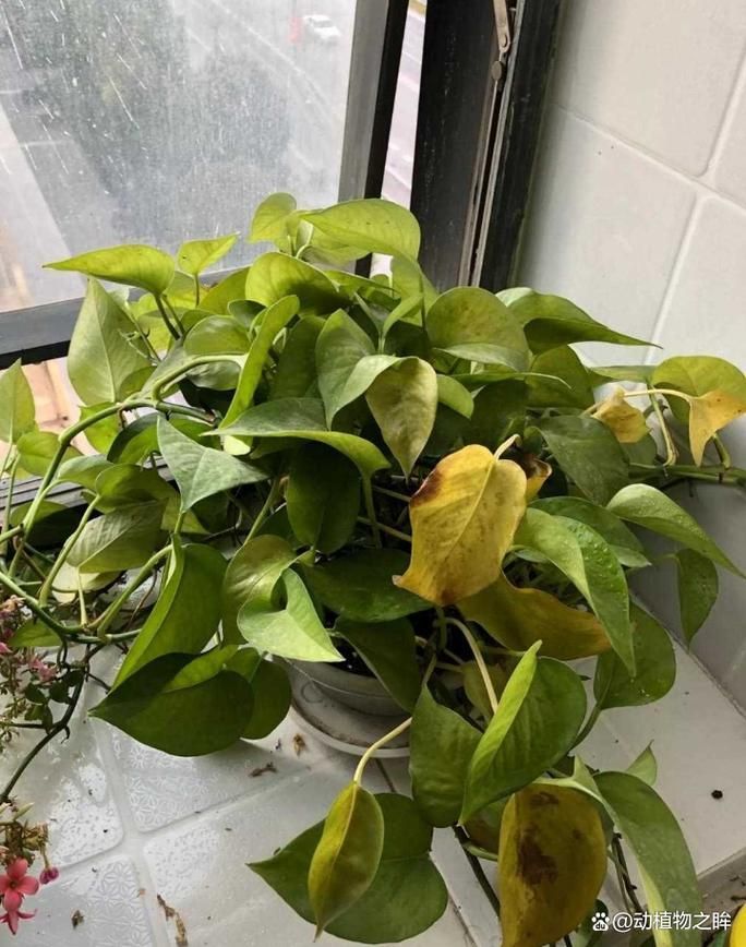 如何判斷綠蘿是否缺水，判斷綠蘿是否缺水，如何判斷綠蘿是否缺水的科學依據 如何判斷綠蘿是否缺水，判斷綠蘿是否缺水，如何判斷綠蘿是否缺水的科學依據 龍魚百科 第1張