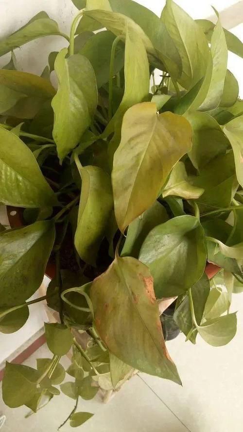 如何判斷綠蘿是否缺水，判斷綠蘿是否缺水，如何判斷綠蘿是否缺水的科學依據 如何判斷綠蘿是否缺水，判斷綠蘿是否缺水，如何判斷綠蘿是否缺水的科學依據 龍魚百科 第4張