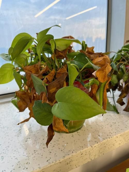 如何判斷綠蘿是否缺水，判斷綠蘿是否缺水，如何判斷綠蘿是否缺水的科學依據 如何判斷綠蘿是否缺水，判斷綠蘿是否缺水，如何判斷綠蘿是否缺水的科學依據 龍魚百科 第6張