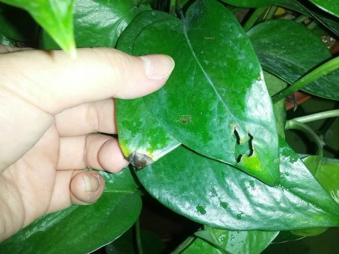 如何判斷綠蘿是否缺水，判斷綠蘿是否缺水，如何判斷綠蘿是否缺水的科學依據 如何判斷綠蘿是否缺水，判斷綠蘿是否缺水，如何判斷綠蘿是否缺水的科學依據 龍魚百科 第3張