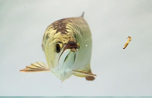 給我一張金頭金龍魚的圖片，金頭金龍魚最佳喂食時間是什么時候金龍魚最佳喂食時間 給我一張金頭金龍魚的圖片，金頭金龍魚最佳喂食時間是什么時候金龍魚最佳喂食時間 龍魚百科 第2張