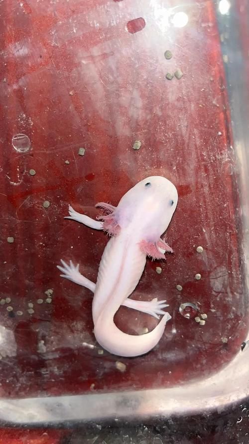 六角龍魚幼體如何飼養(yǎng)管理，六角龍魚幼體飼養(yǎng)管理