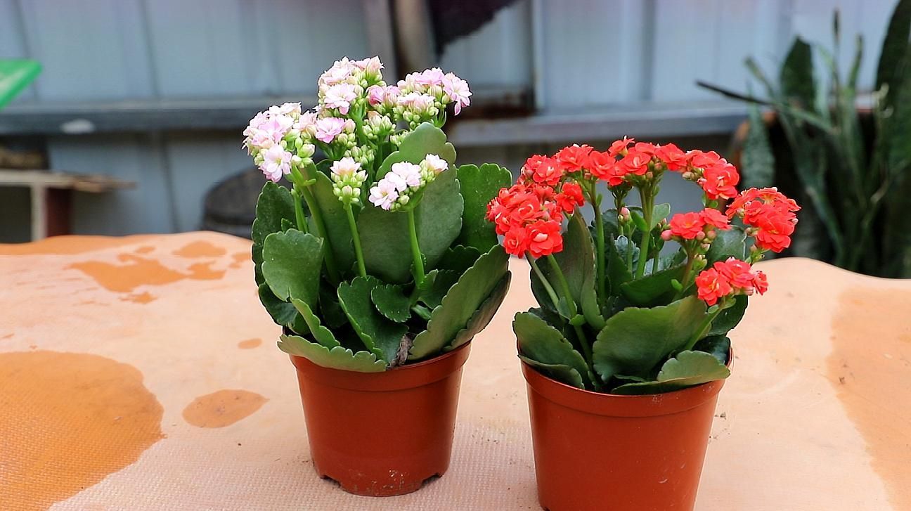 如何挑選適合種植的長壽花？，如何挑選長壽花？