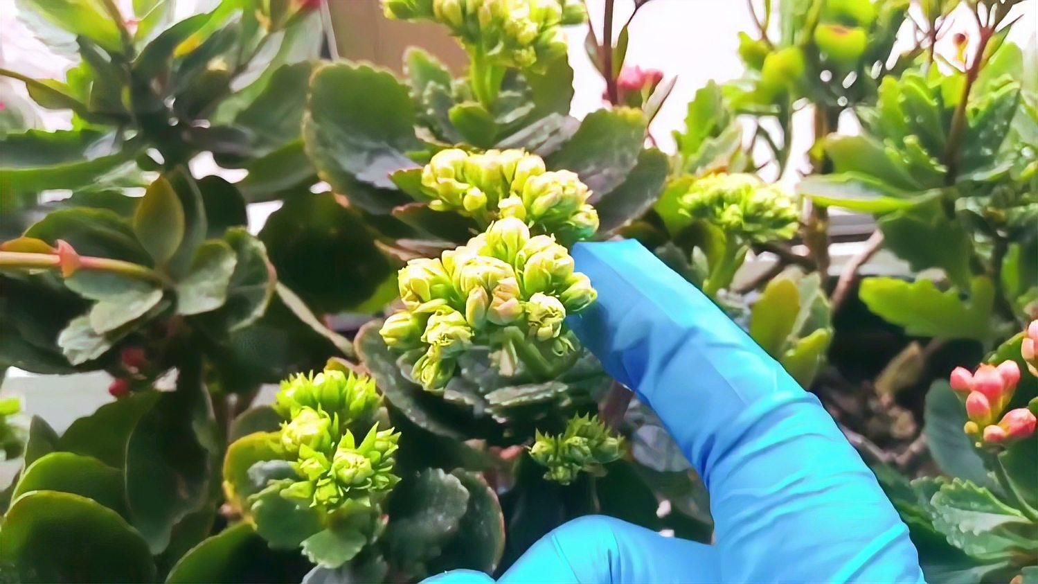 如何挑選適合種植的長壽花？，如何挑選長壽花？