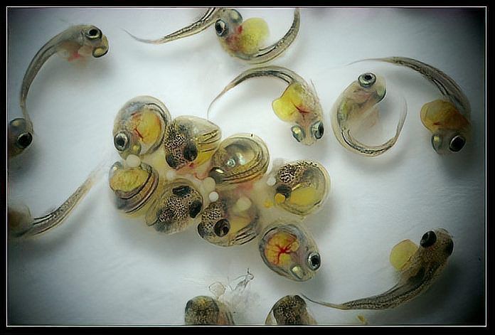 虎紋銀板魚(yú)幼魚(yú)如何喂養(yǎng)？，虎紋銀板魚(yú)幼魚(yú)喂養(yǎng)詳解