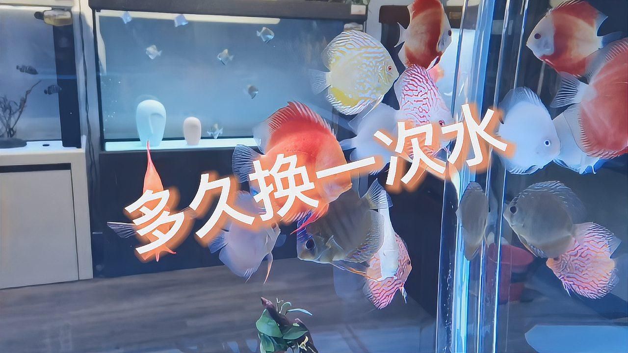 5厘米寬的魚缸需要多久換一次水？，5厘米寬的魚缸需要多久換一次水，養魚多久換一次水