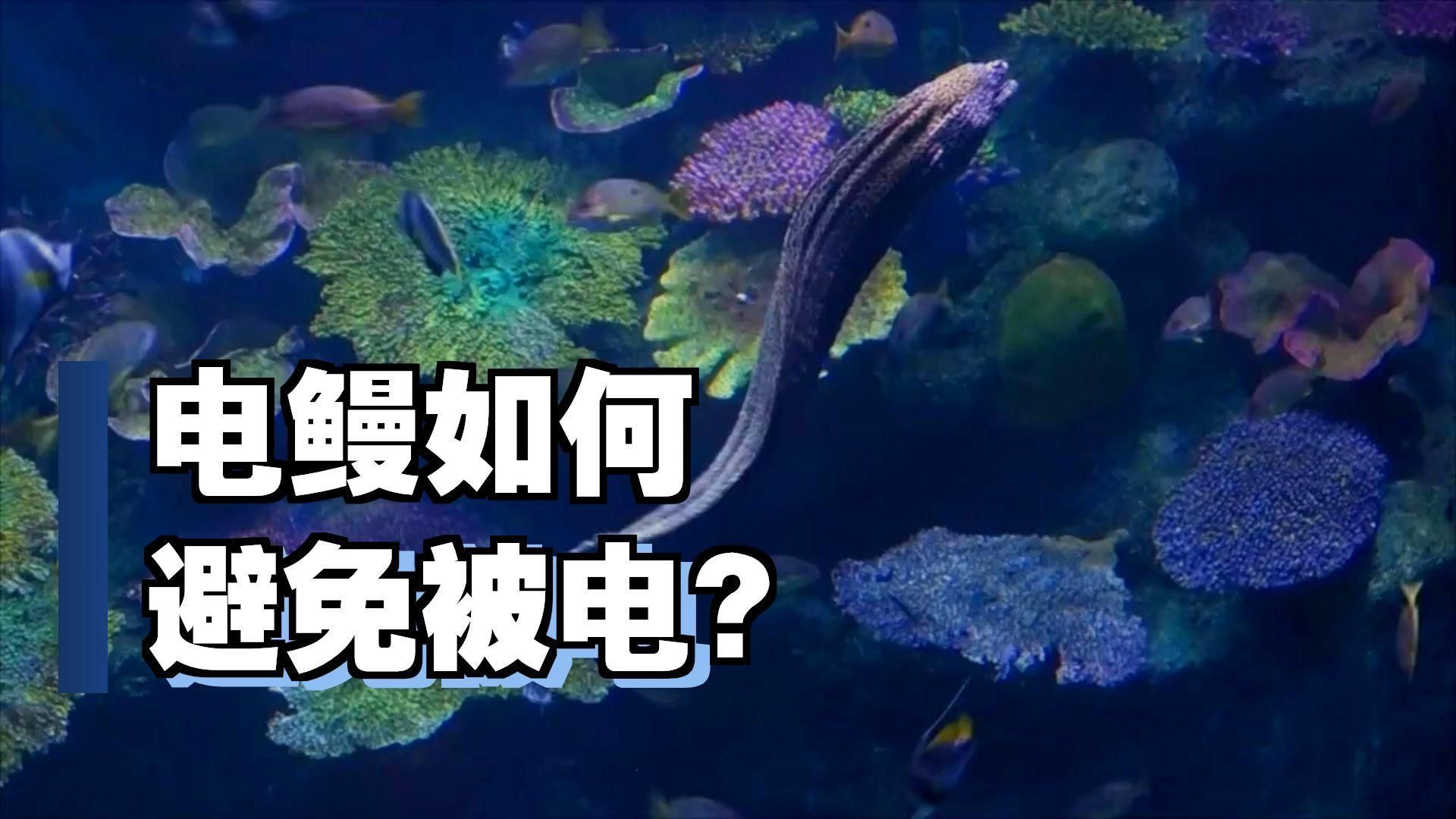 電鰻放電時為何不會自傷？，電鰻為何不會電到自己