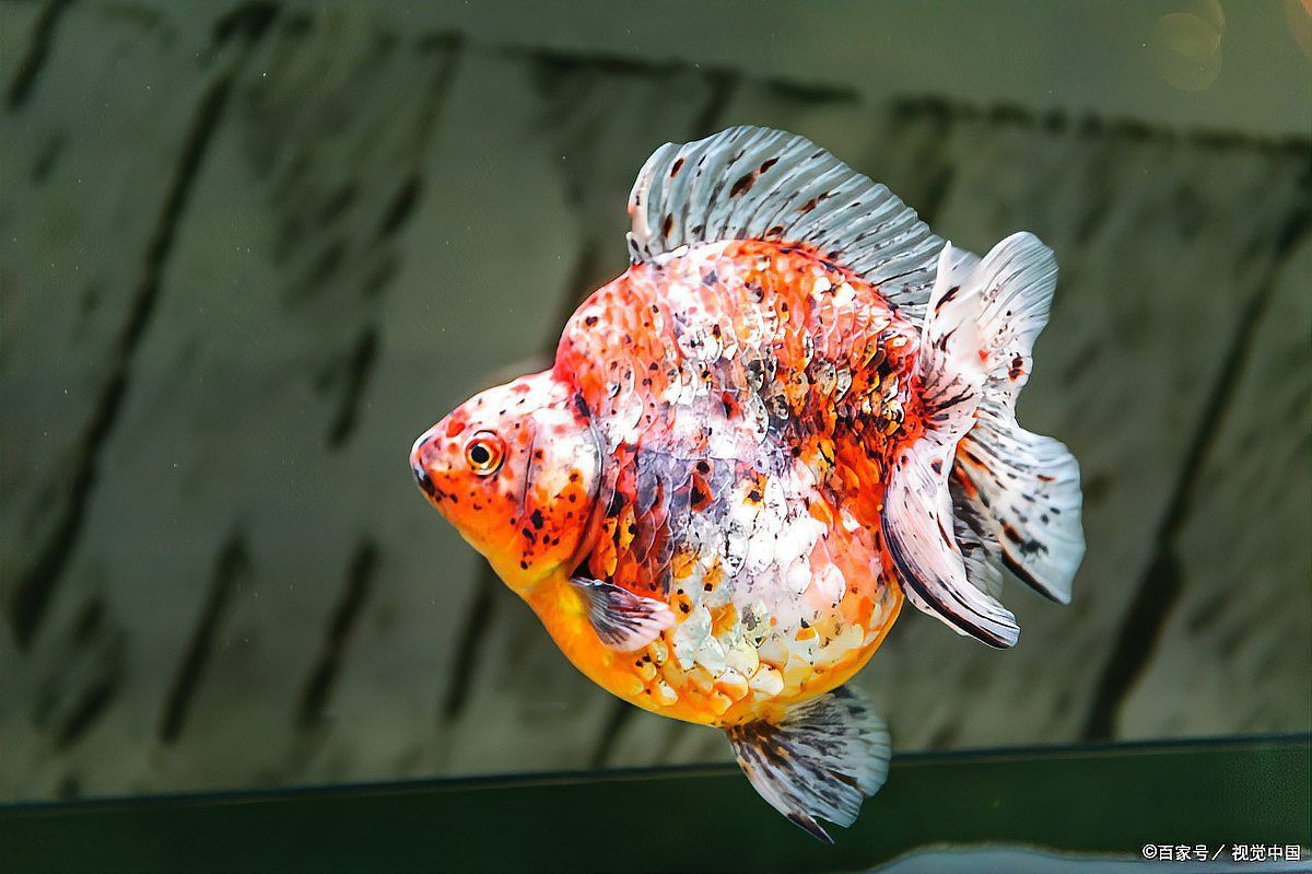 感染龍魚如何治療，魚缸加鹽比例指南寵物健康家園魚缸加鹽比例指南
