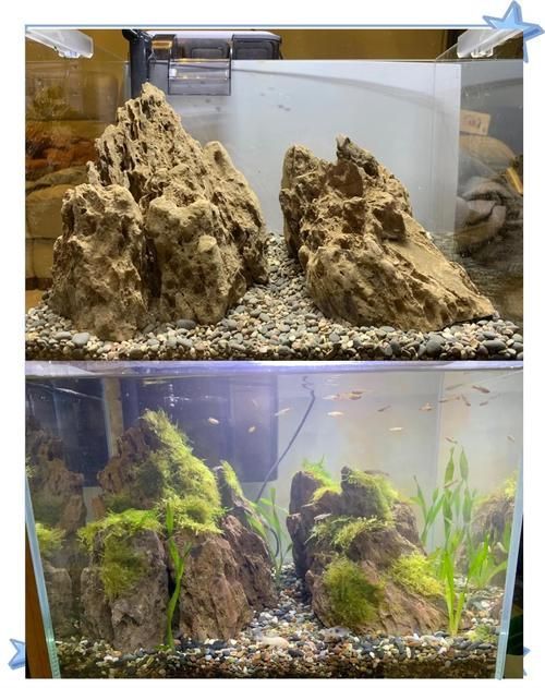 如何預防龍魚浮頭和沉尾，龍魚浮頭與沉尾的成因與預防措施 如何預防龍魚浮頭和沉尾，龍魚浮頭與沉尾的成因與預防措施 龍魚百科 第3張