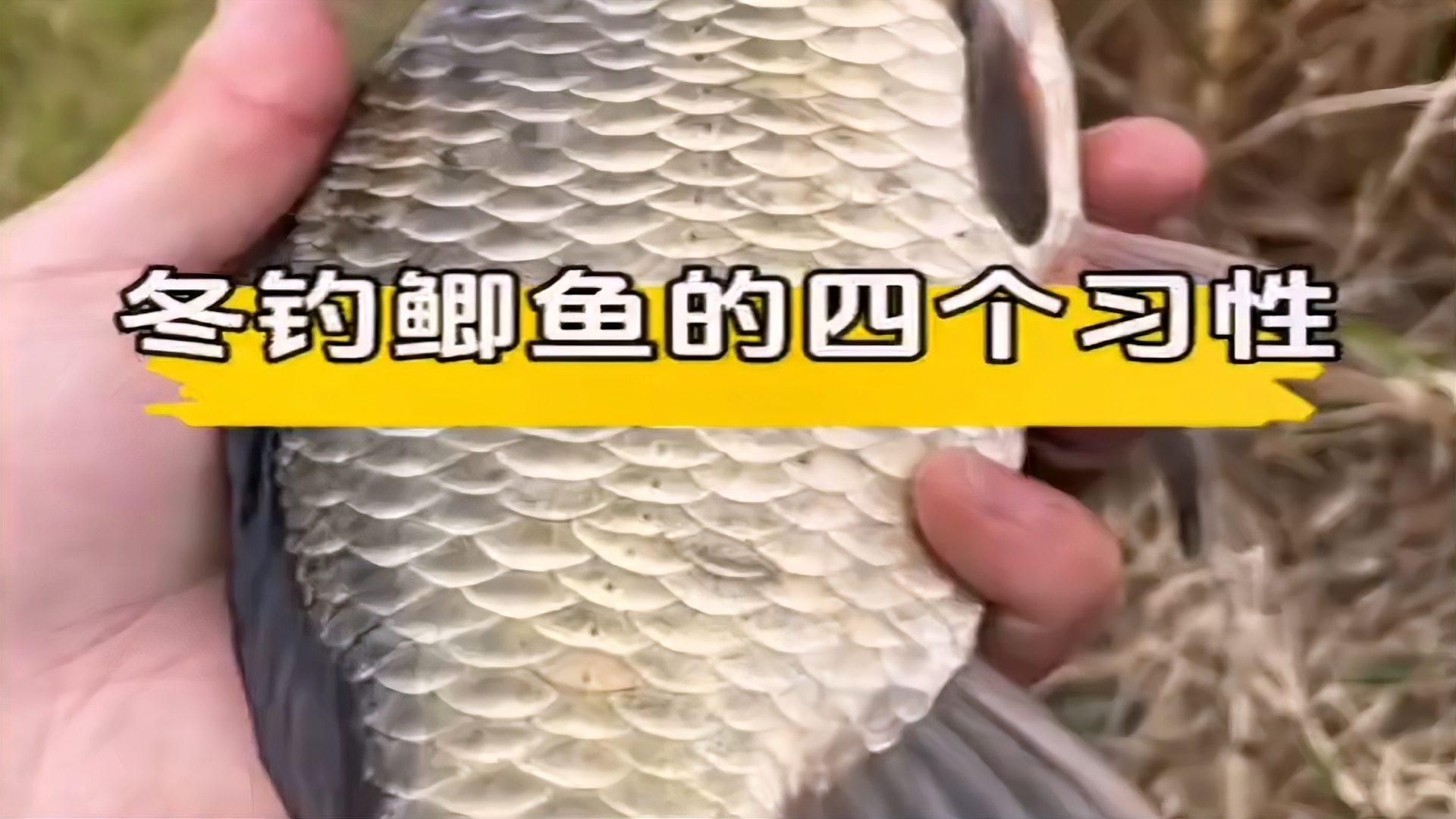 哪些魚類在冬季不需要喂食，冬季夜晚鯽魚在水底到底是什么狀態(tài)，冬季釣魚新觀察 哪些魚類在冬季不需要喂食，冬季夜晚鯽魚在水底到底是什么狀態(tài)，冬季釣魚新觀察 龍魚百科 第1張