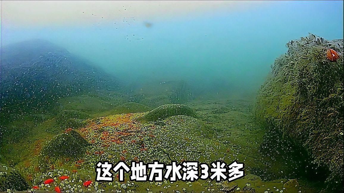 哪些魚類在冬季不需要喂食，冬季夜晚鯽魚在水底到底是什么狀態(tài)，冬季釣魚新觀察 哪些魚類在冬季不需要喂食，冬季夜晚鯽魚在水底到底是什么狀態(tài)，冬季釣魚新觀察 龍魚百科 第2張