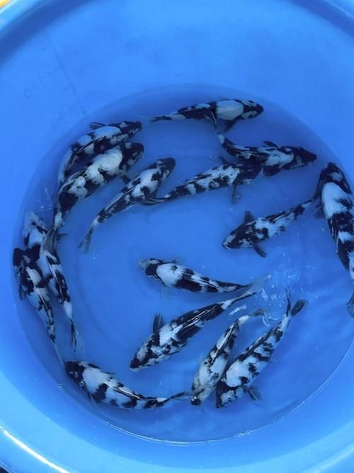 白寫錦鯉幼魚價格一般是多少？，寫錦鯉幼魚價格因地區(qū)、市場供需和購買渠道的不同而有所差異 白寫錦鯉幼魚價格一般是多少？，寫錦鯉幼魚價格因地區(qū)、市場供需和購買渠道的不同而有所差異 龍魚百科 第4張