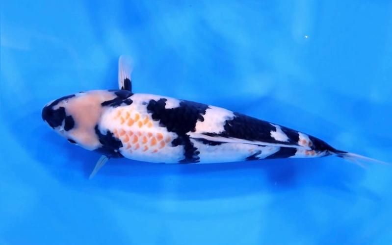 白寫錦鯉幼魚價格一般是多少？，寫錦鯉幼魚價格因地區(qū)、市場供需和購買渠道的不同而有所差異 白寫錦鯉幼魚價格一般是多少？，寫錦鯉幼魚價格因地區(qū)、市場供需和購買渠道的不同而有所差異 龍魚百科 第3張