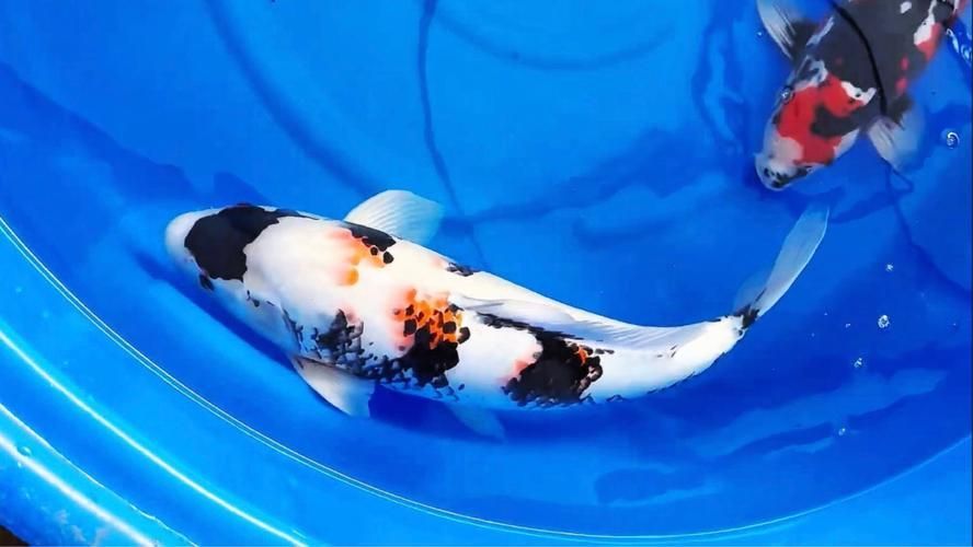 白寫錦鯉幼魚價格一般是多少？，寫錦鯉幼魚價格因地區(qū)、市場供需和購買渠道的不同而有所差異 白寫錦鯉幼魚價格一般是多少？，寫錦鯉幼魚價格因地區(qū)、市場供需和購買渠道的不同而有所差異 龍魚百科 第2張