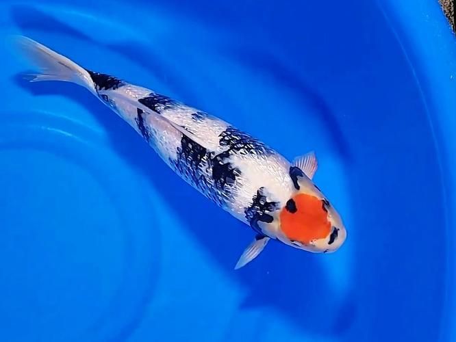 白寫錦鯉幼魚價格一般是多少？，寫錦鯉幼魚價格因地區(qū)、市場供需和購買渠道的不同而有所差異 白寫錦鯉幼魚價格一般是多少？，寫錦鯉幼魚價格因地區(qū)、市場供需和購買渠道的不同而有所差異 龍魚百科 第1張