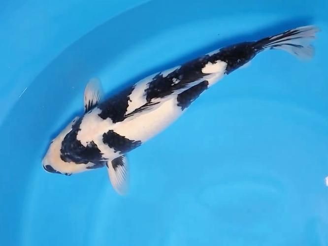 白寫錦鯉幼魚價格一般是多少？，寫錦鯉幼魚價格因地區(qū)、市場供需和購買渠道的不同而有所差異 白寫錦鯉幼魚價格一般是多少？，寫錦鯉幼魚價格因地區(qū)、市場供需和購買渠道的不同而有所差異 龍魚百科 第5張