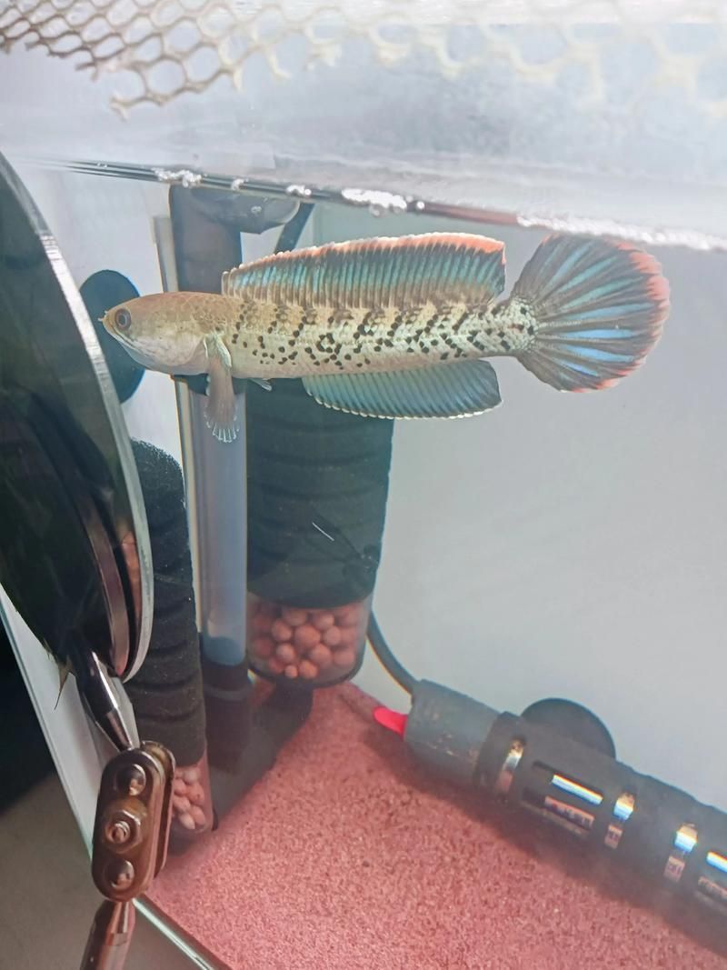 如何辨別鬼王雷龍魚的品質，鬼王雷龍魚如何鑒別