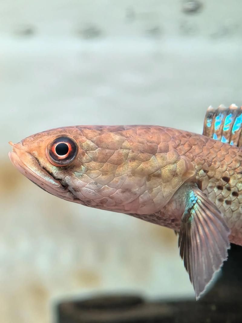 如何辨別鬼王雷龍魚的品質，鬼王雷龍魚如何鑒別