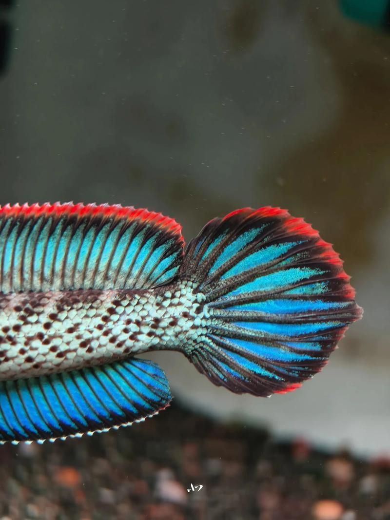 如何辨別鬼王雷龍魚的品質，鬼王雷龍魚如何鑒別