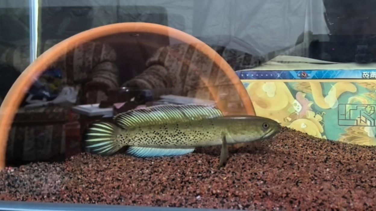 如何辨別鬼王雷龍魚的品質，鬼王雷龍魚如何鑒別