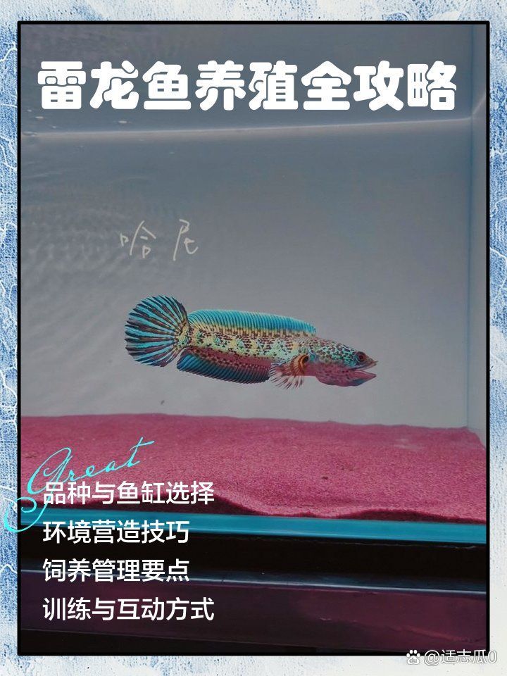 如何辨別鬼王雷龍魚的品質，鬼王雷龍魚如何鑒別