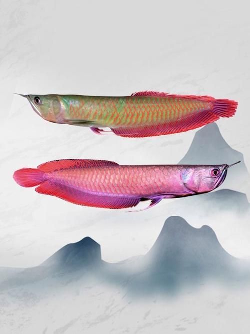 如何辨別七彩銀龍魚的純正？，七彩銀龍魚純正個體的核心鑒別特征