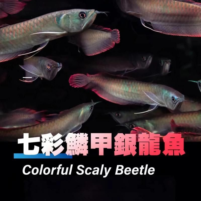 如何辨別七彩銀龍魚的純正？，七彩銀龍魚純正個體的核心鑒別特征