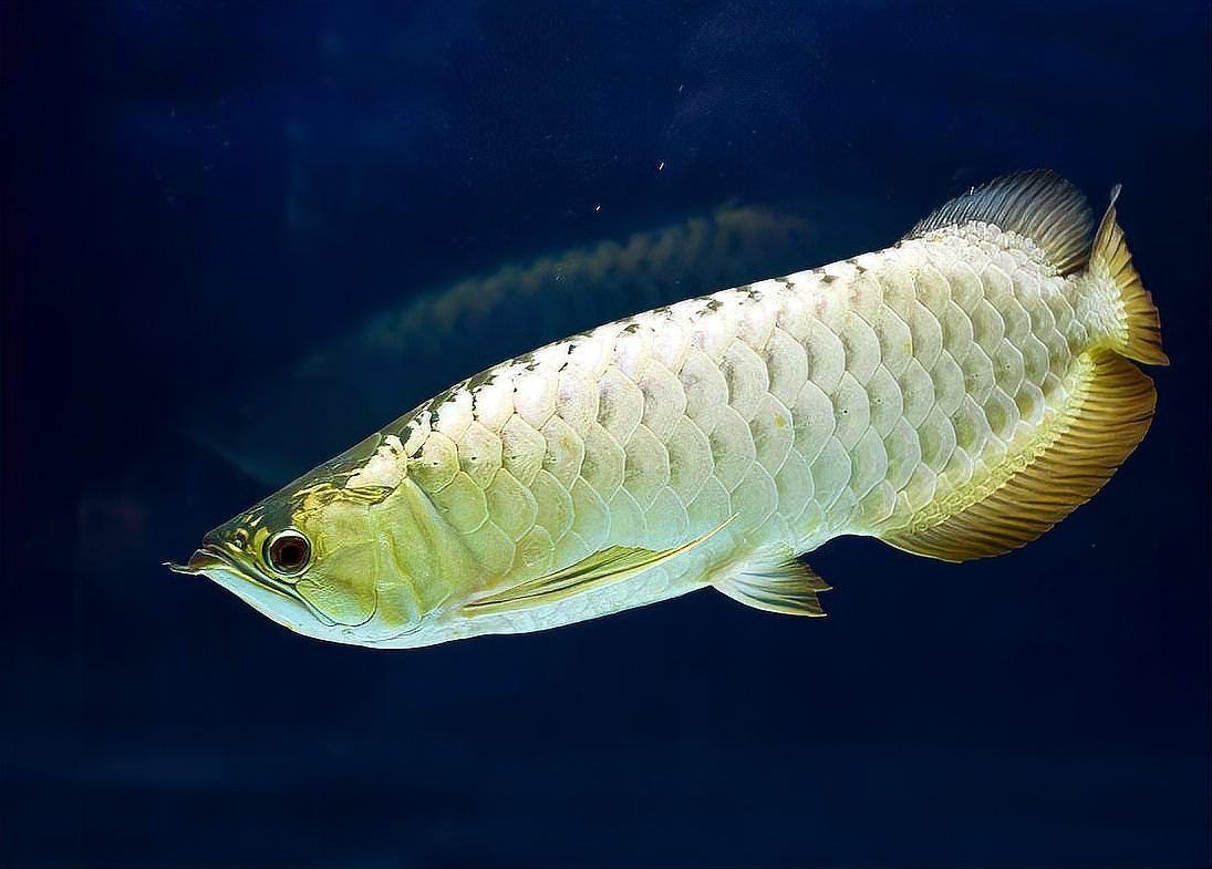 龍魚交叉感染后如何治療