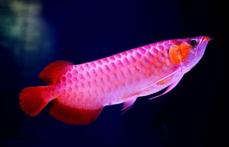 給我一些關(guān)于龍魚品種的圖片，關(guān)于龍魚品種的圖片：亞洲龍魚、美洲龍魚和非洲龍魚 給我一些關(guān)于龍魚品種的圖片，關(guān)于龍魚品種的圖片：亞洲龍魚、美洲龍魚和非洲龍魚 龍魚百科 第7張