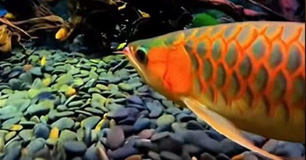 過背金龍魚的投資風險有哪些？，——資深魚友經(jīng)驗總結：過背金龍魚投資風險