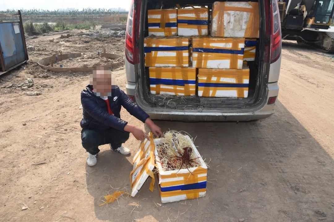 過背金龍魚的投資風險有哪些？，——資深魚友經(jīng)驗總結：過背金龍魚投資風險