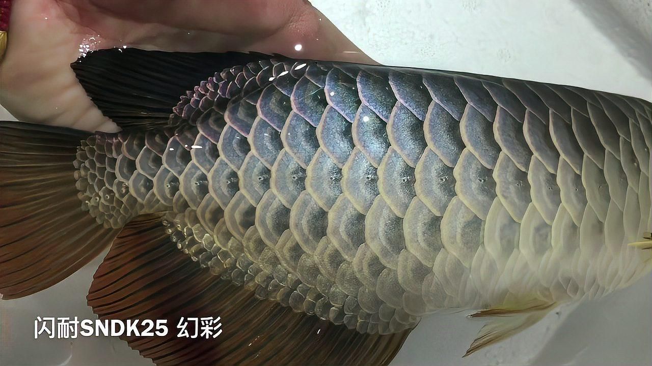 過背金龍魚的投資風險有哪些？，——資深魚友經(jīng)驗總結：過背金龍魚投資風險
