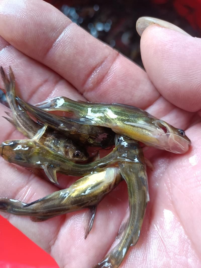 如何選擇優質的黃顙魚幼苗，優質黃顙魚幼苗（pelteobagrusfulvidraco）