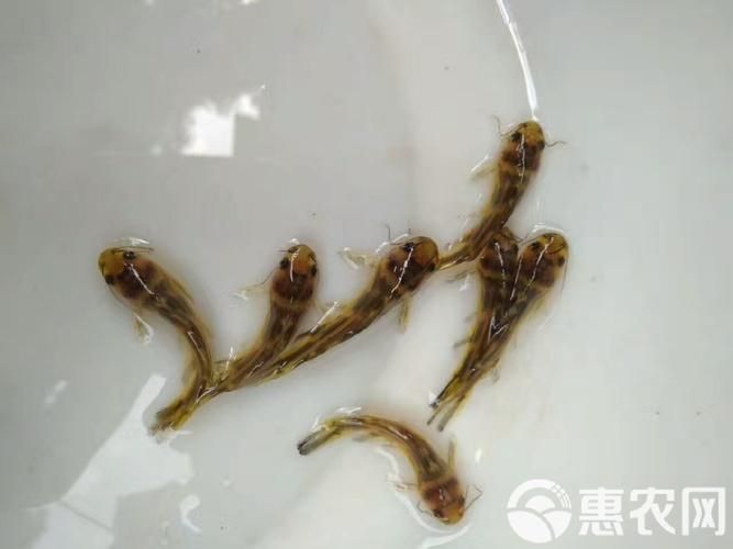 如何選擇優質的黃顙魚幼苗，優質黃顙魚幼苗（pelteobagrusfulvidraco）