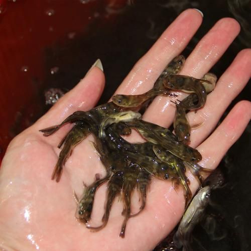 如何選擇優質的黃顙魚幼苗，優質黃顙魚幼苗（pelteobagrusfulvidraco）