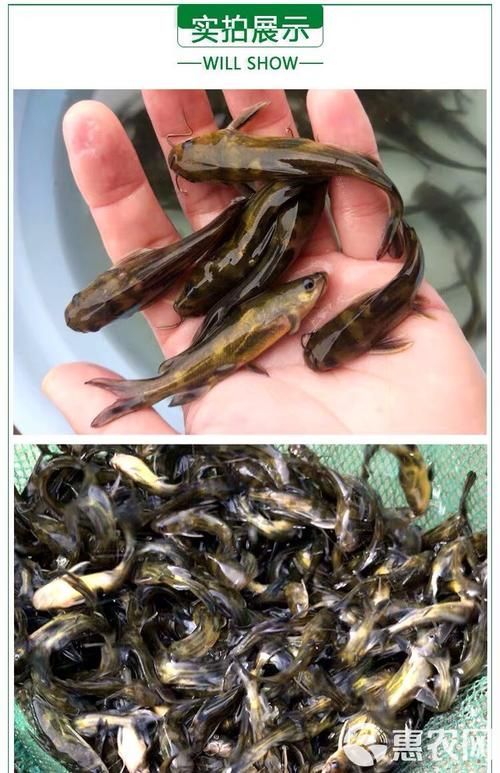 如何選擇優質的黃顙魚幼苗，優質黃顙魚幼苗（pelteobagrusfulvidraco）