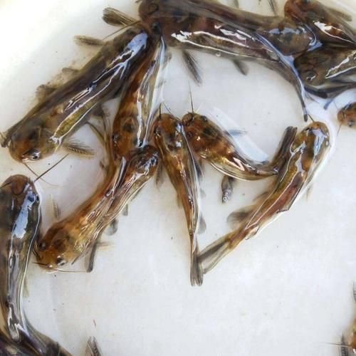 如何選擇優質的黃顙魚幼苗，優質黃顙魚幼苗（pelteobagrusfulvidraco）