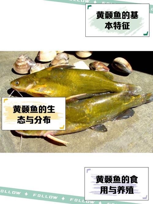 如何選擇優質的黃顙魚幼苗，優質黃顙魚幼苗（pelteobagrusfulvidraco）